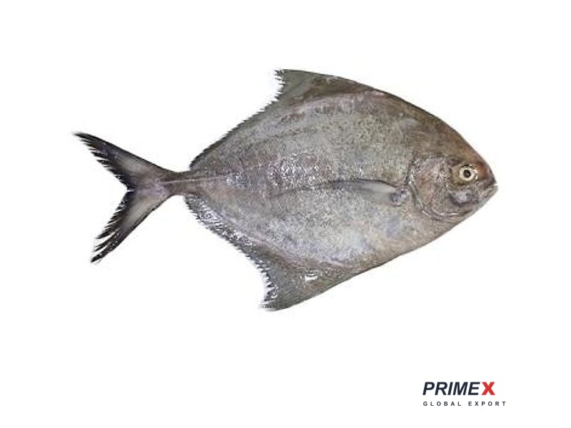 Black Pomfret