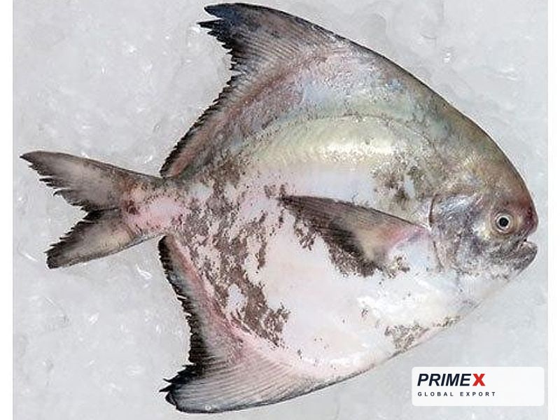 Chinese Pomfret