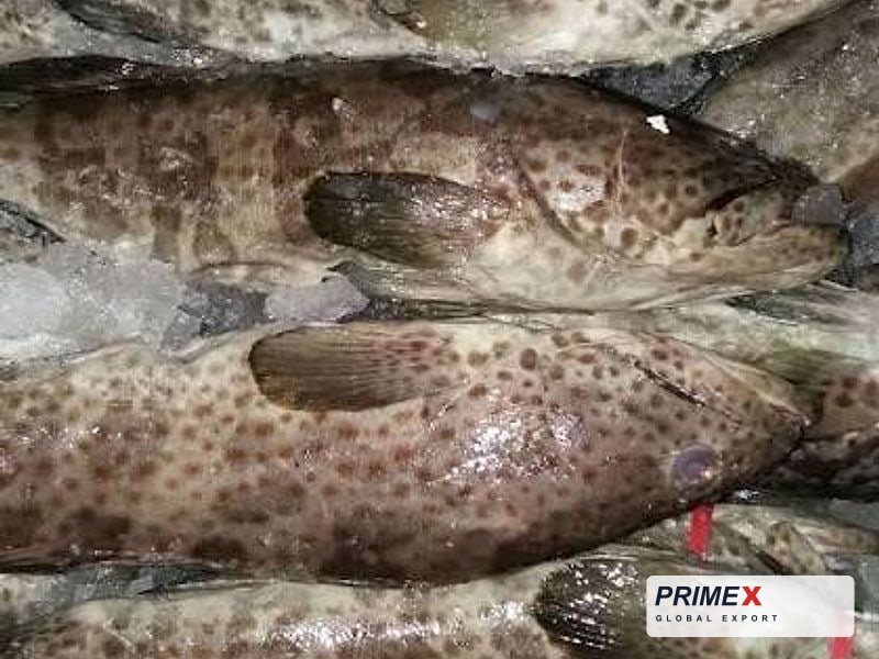 Grouper (Hammour)
