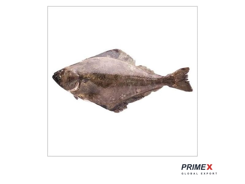 Halibut Fish