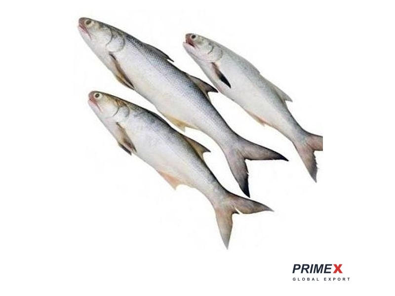 Indian Salmon