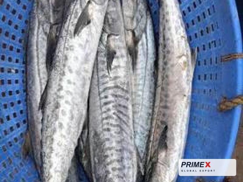 King Fish