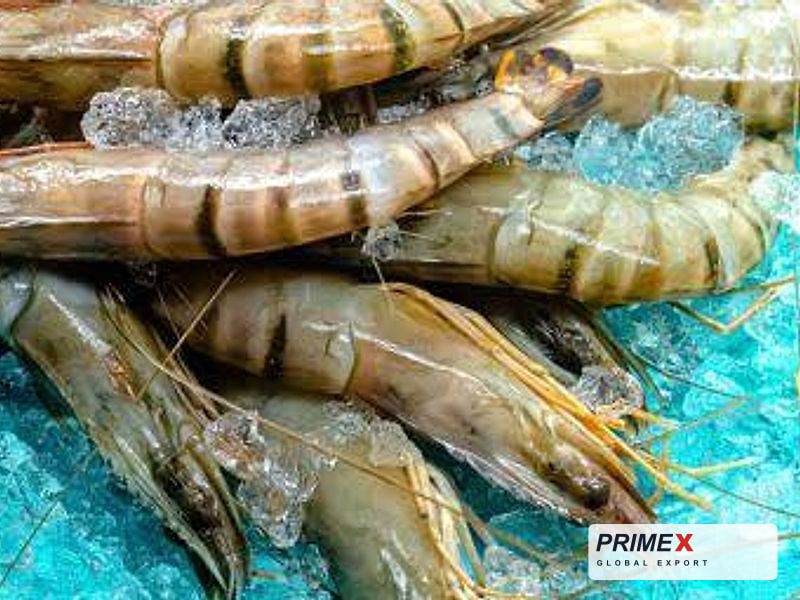 Sea Tiger Prawns