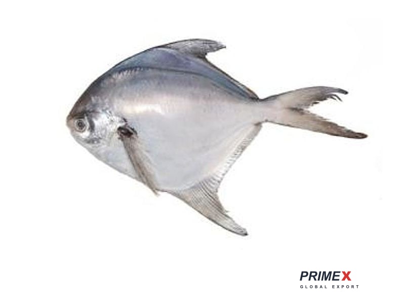 White Pomfret